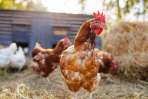 Gift a Chicken for a year